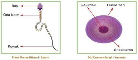 sperm hücresi mayoz geçirir mi